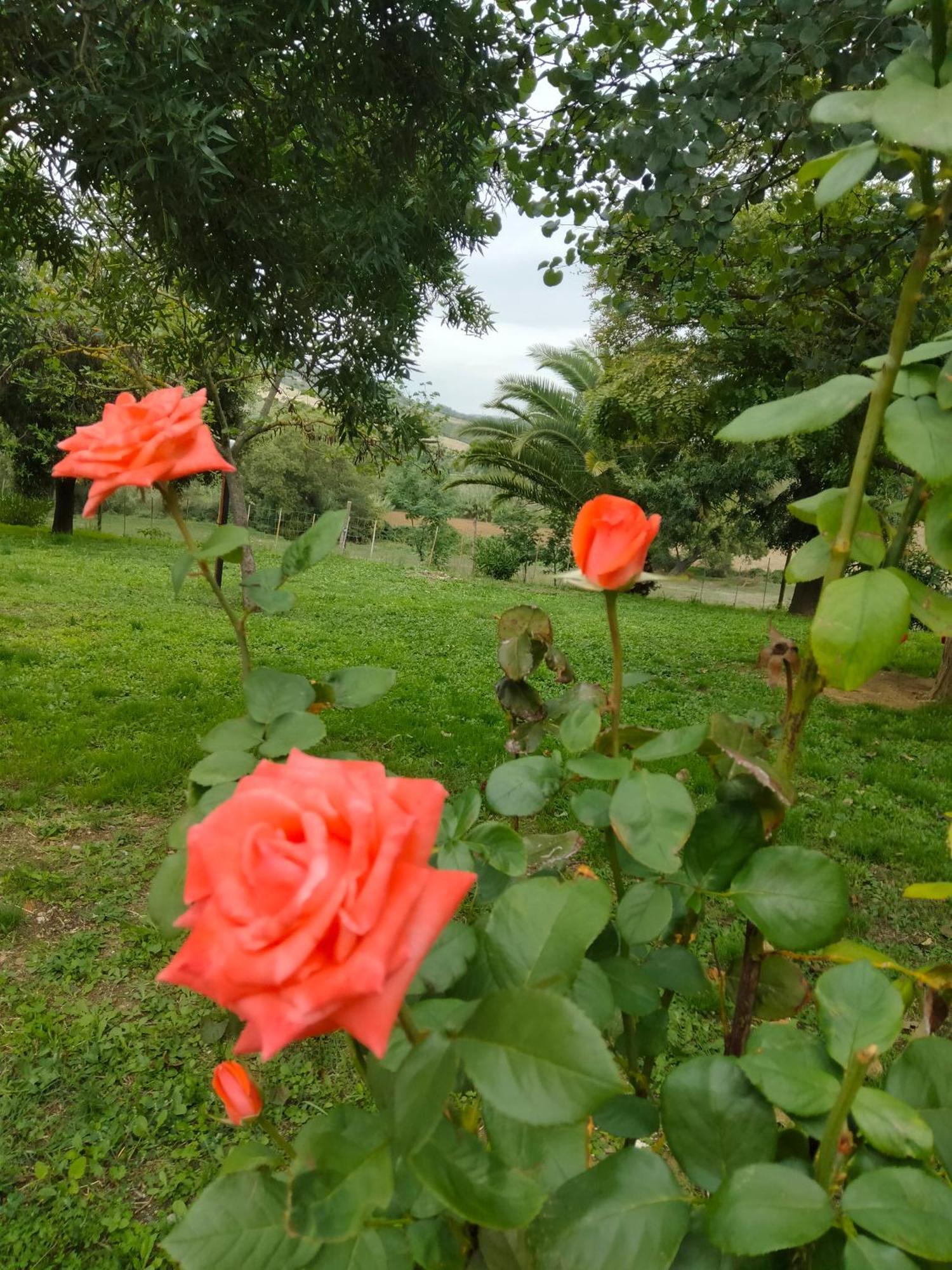 Agriturismo Da Remo Magliano in Toscana Buitenkant foto
