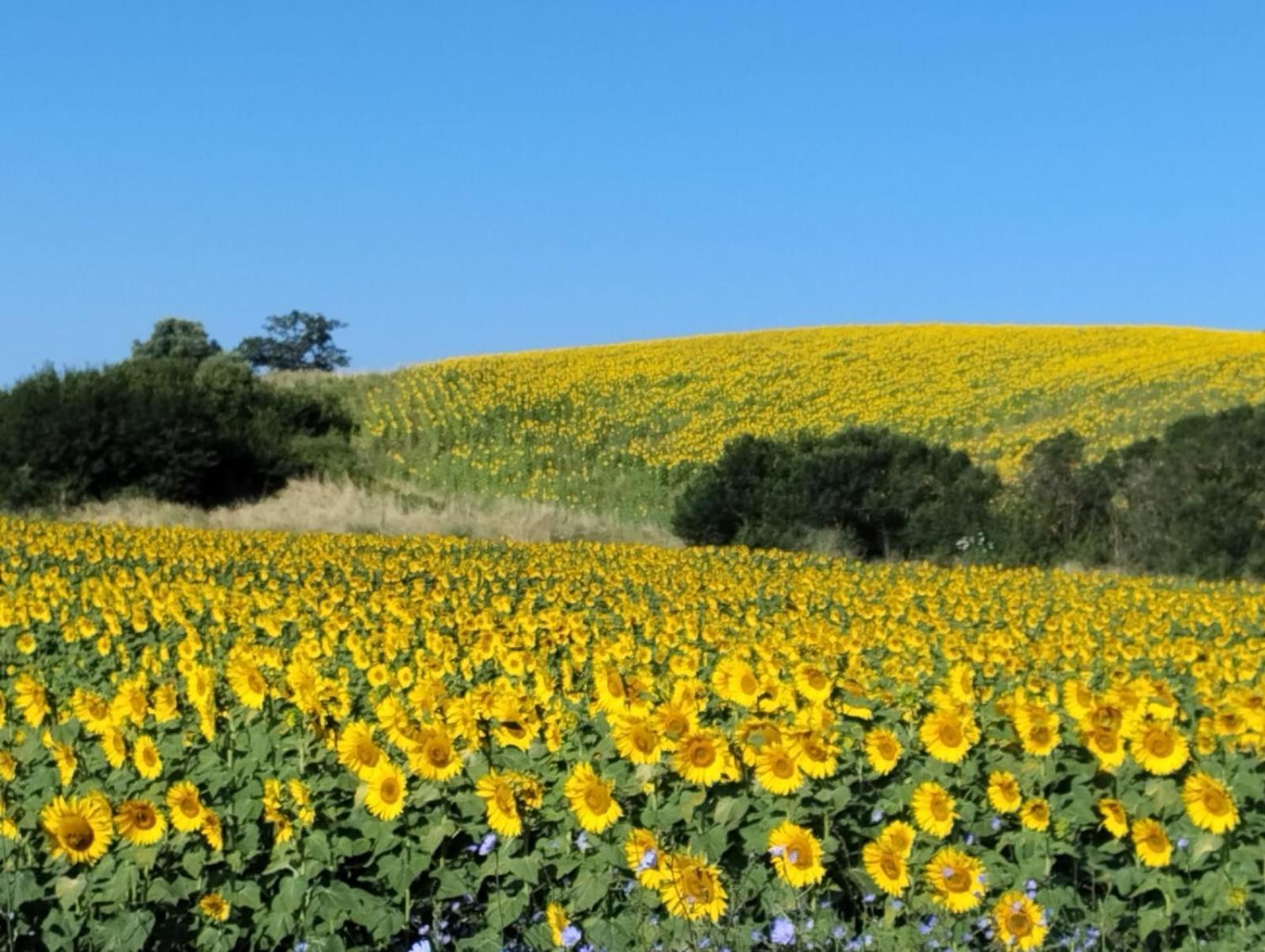 Agriturismo Da Remo Magliano in Toscana Buitenkant foto