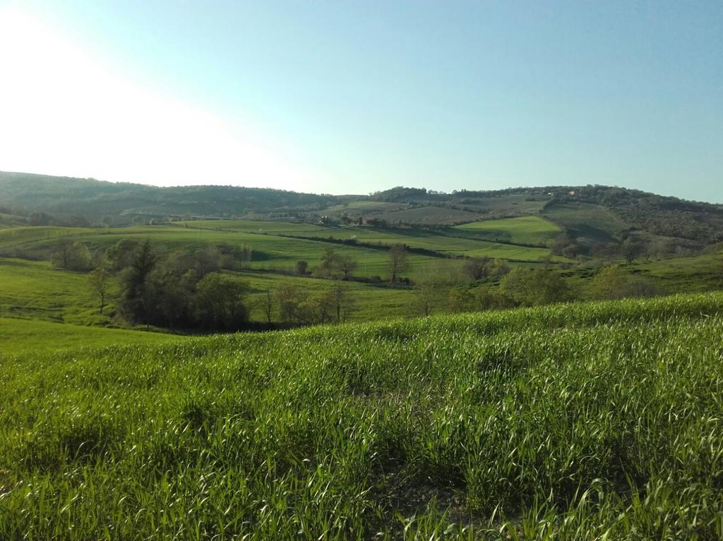 Agriturismo Da Remo Magliano in Toscana Buitenkant foto